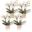 Blossom Zurich – 4 stuks
