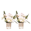 Botanic Nazare – 2 stuks
