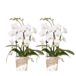 Niagara Fall White – 2 stuks