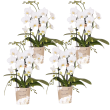 Niagara Fall White – 4 stuks