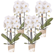 Niagara Fall White – 4 stuks