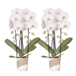 Niagara Fall White – 2 stuks