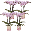 Mineral Chamberry – 4 stuks