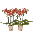 Fragrance Bolgheri – 2 stuks