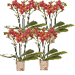 Fragrance Bolgheri – 4 stuks