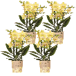 Blossom Albenga – 4 stuks