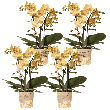 Blossom Lima – 4 stuks