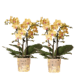 Blossom Lima – 2 stuks