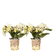 Botanic Yellow – 2 stuks