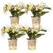 Botanic Yellow – 4 stuks