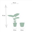 Alocasia Macrorrhiza 70 cm