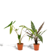 2 Alocasia Zimmerpflanzen Set