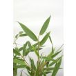 Fargesia rufa in pot Ø14 cm, hoogte 40 cm, close-up van bladstructuur