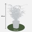 afmeting Fargesia rufa bamboe planten