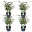Set van 4 Fargesia rufa planten