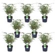 Set van 8 Fargesia rufa planten