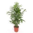 Bergpalm 2
