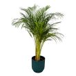 Areca palm Dypsis lutescens 130 cm Ø24 kamerplant in pot