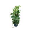 Monstera Pertusum XL in Elho Vibes Fold Round Ø30 blauw