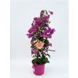 Bougainvillea Kletterpflanzen