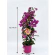 Bougainvillea Kletterpflanzen ca. 70 cm