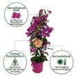 Bougainvillea Kletterpflanzen vorteile