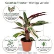Calathea Triostar vorteile