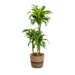 Dracaena Deremensis Dorado 100-120