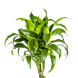 Dracaena Deremensis Dorado bovenkant