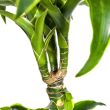 Dracaena Deremensis Dorado met mand