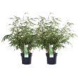Niet-woekerende bamboe Fargesia rufa van 60 cm hoog in pot Ø19 cm, geschikt voor tuin of balkon