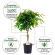 Ficus Amstel King auf geflochtenem Stamm vorteile