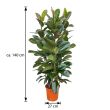 Gummibaum Robusta Strauch 140 cm