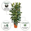 Gummibaum Robusta Strauch vorteile