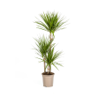 Dracaena Marginata Green kamerplant met donkergroene bladeren in pot