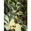Detail van bont blad van Hedera algeriensis