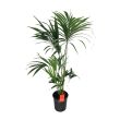 Kentia palm