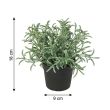 Kunst Helichrysum italicum afmetingen