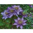 Clematis 'Multi Blue' in bloei met blauwe dubbele bloemen