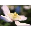Clematis montana 'Grandiflora' in bloei (close-up bloem)