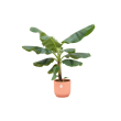 Musa Bananenplant in roze Elho Vibes Fold Round kamerplant