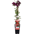Clematis Niobe in bloei met grote rode bloemen