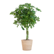 Schefflera Arboricola Nora 70 cm in Mand Sofia naturel