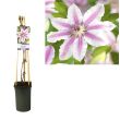 Eén exemplaar van Clematis 'Nelly Moser' in kweekpot Ø9 cm