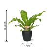 Nestfarn mit Anthrazittopf Brüssel 60 cm