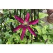 Close-up van een fluweelrode bloem van Clematis Niobe