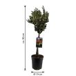 Olivenbaum auf Stamm 90 cm