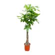 pachira-aquatica-geldboom-met-gevlochten-stam-150cm_zonder_pot
