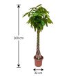 Geldboom 200 cm hoog