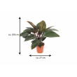 Philodendron Red Beauty met afmetingen